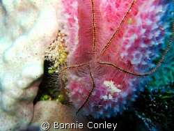 Brittle Star spotted on a sponge in Grand Cayman August 2... by Bonnie Conley 